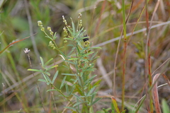 Lespedeza leptostachya