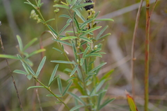 Lespedeza leptostachya