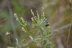 Lespedeza leptostachya