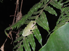 Kurixalus berylliniris