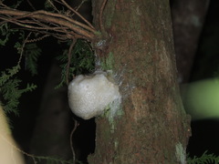 Zhangixalus aurantiventris