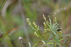 Lespedeza leptostachya