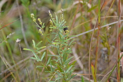 Lespedeza leptostachya