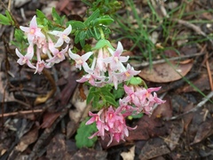Pimelea preissii