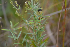 Lespedeza leptostachya
