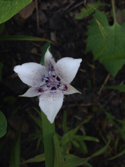 Calochortus elegans selwayensis