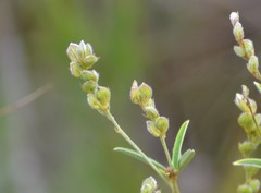 Lespedeza leptostachya