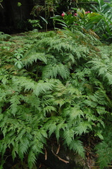 Davallia fejeensis