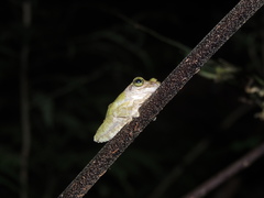 Kurixalus berylliniris