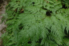 Davallia fejeensis