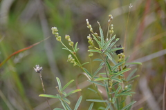 Lespedeza leptostachya