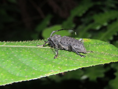 Aethalodes verrucosus