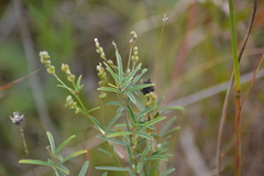 Lespedeza leptostachya