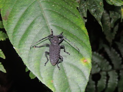 Aethalodes verrucosus