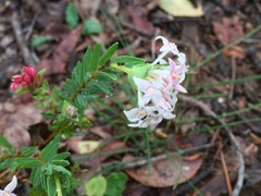 Pimelea preissii
