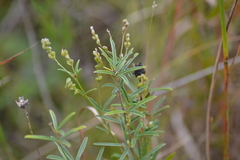 Lespedeza leptostachya
