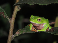 Zhangixalus aurantiventris