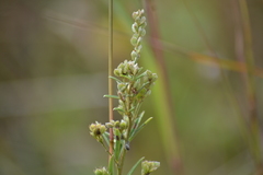 Lespedeza leptostachya