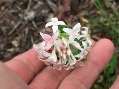 Pimelea preissii