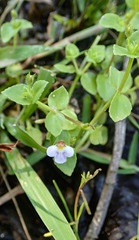 Yamazakia pusilla