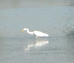 Ardea alba