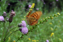 Argynnis laodice japonica