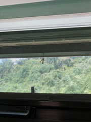 Polistes sagittarius