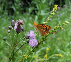 Argynnis laodice japonica