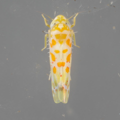 Dikrella maculata