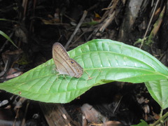 Amiga arnaca