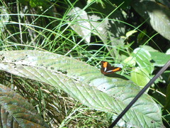 Adelpha cocala lorzae