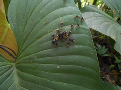 Dolichoderus bispinosus