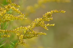 Solidago canadensis canadensis