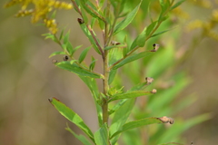 Solidago canadensis canadensis