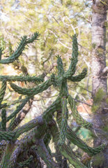 Austrocylindropuntia subulata