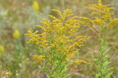 Solidago canadensis canadensis