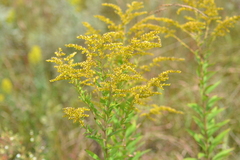 Solidago canadensis canadensis