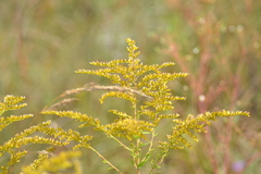 Solidago canadensis canadensis