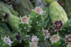 Austrocylindropuntia subulata