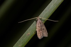 Lecithocera imprudens