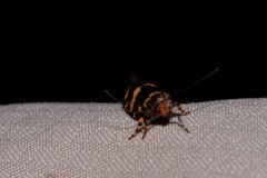 Catadoceta xanthostephana