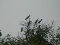Egretta garzetta