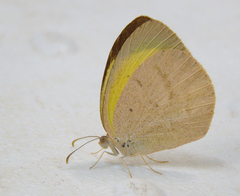 Eurema herla