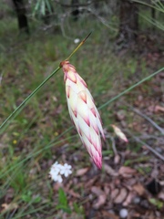 Johnsonia lupulina