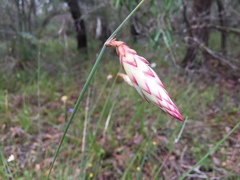 Johnsonia lupulina