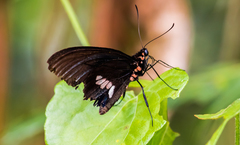 Parides neophilus