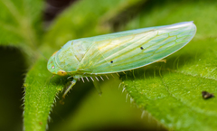 Gyponana apicata
