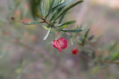 Dodonaea viscosa angustissima