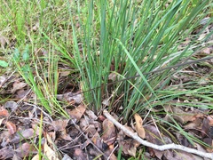 Johnsonia lupulina