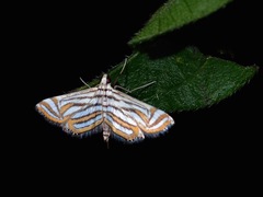 Parapoynx leucographa